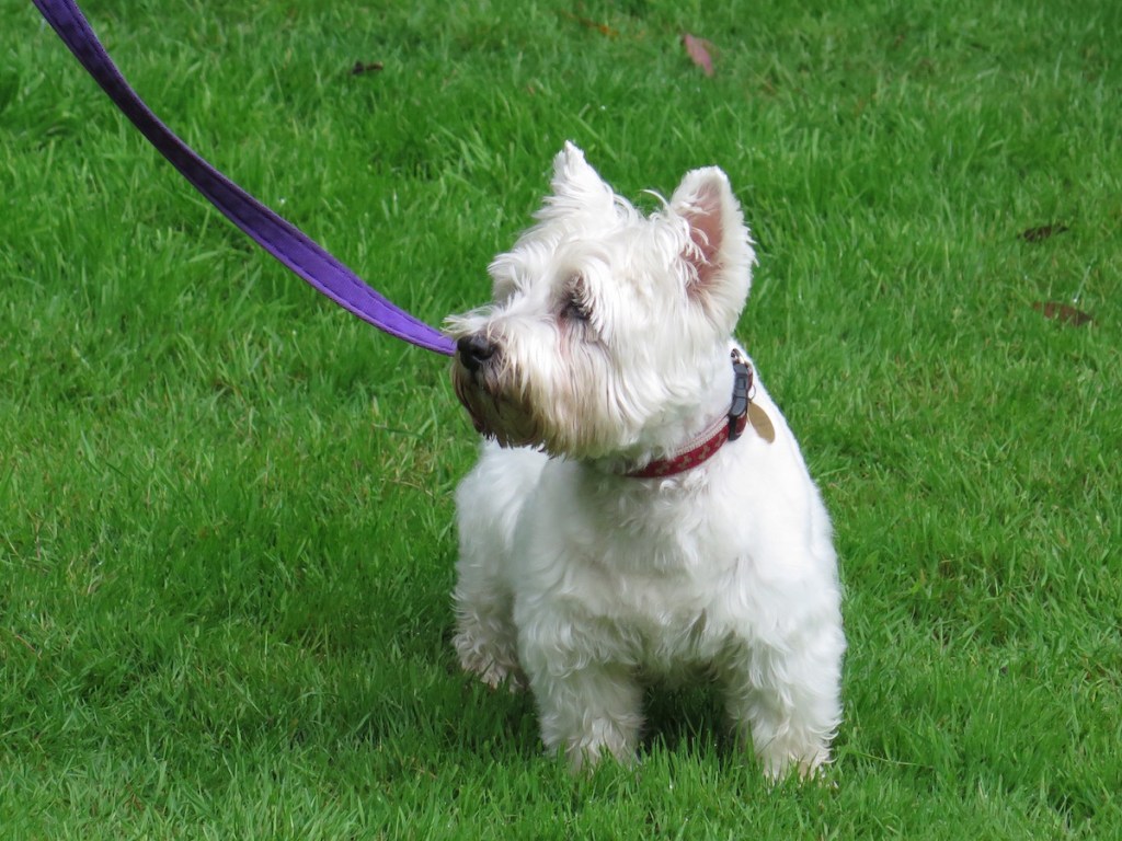 westie